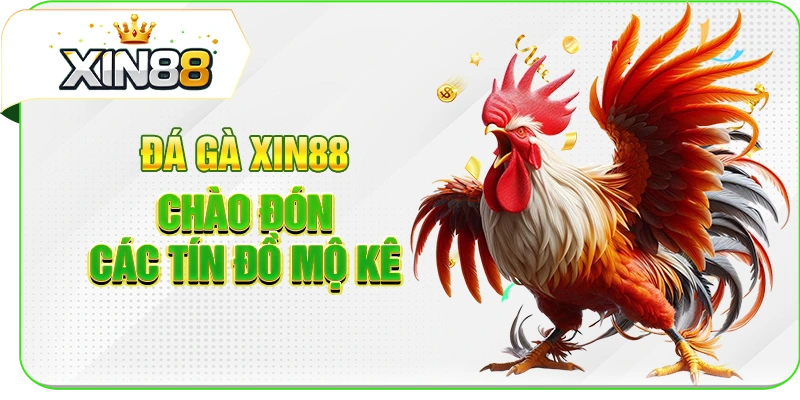 Đá gà XIN88 chào đón các tín đồ mộ kê